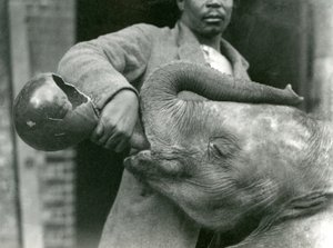 Darisha podaje młodemu słoniowi afrykańskiemu Kiberenge drinka, podczas gdy Syed Ali patrzy w tle, londyńskie zoo, wrzesień 1923 r. (mc. zdjęcie)